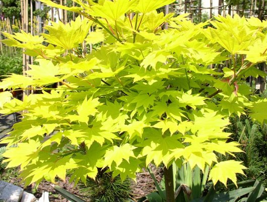 ACER palmatum 'Aureum' - Erable du Japon doré