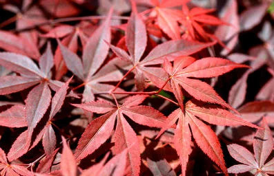 ACER palmatum 'Shojo-Nomura' - Erable du Japon