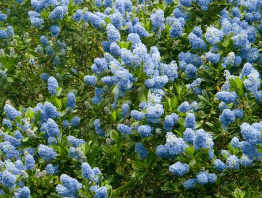 CEANOTHUS 'Cascade' - Céanothe, Lilas de Californie