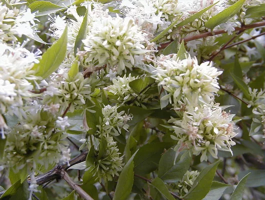 ABELIA chinensis - Abélia de Chine