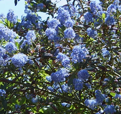 CEANOTHUS 'Italian Skies' - Céanothe, Lilas de Californie