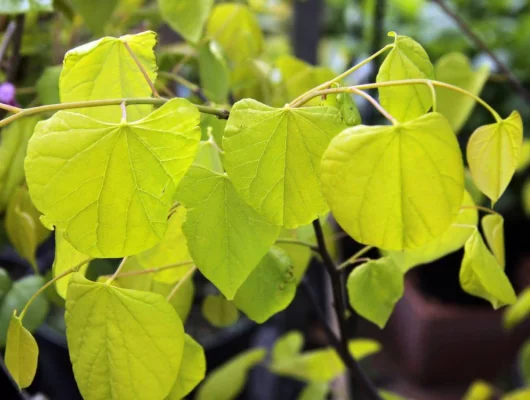 CERCIS canadensis 'Hearts of Gold' - Arbre de judée doré