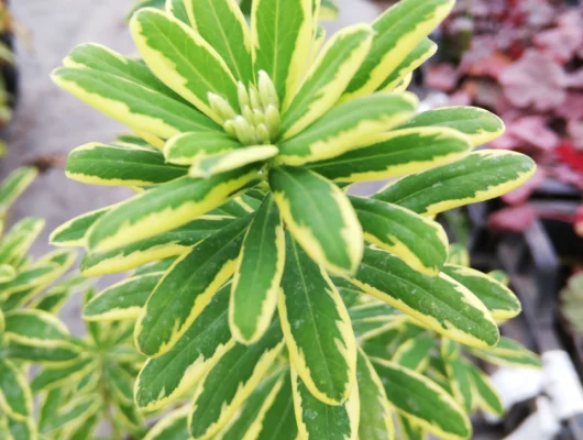 DAPHNE odora 'Astrid' - Daphnée parfumée