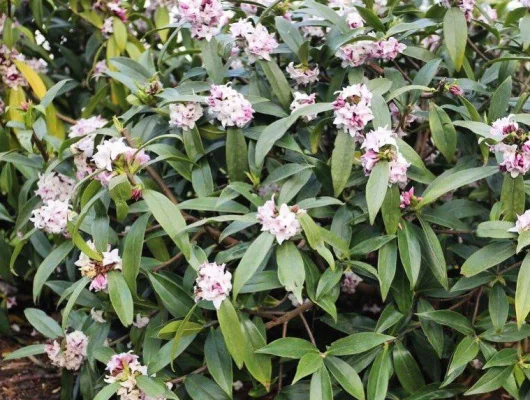 DAPHNE odora 'Perfume Princess'® - Daphnée parfumée