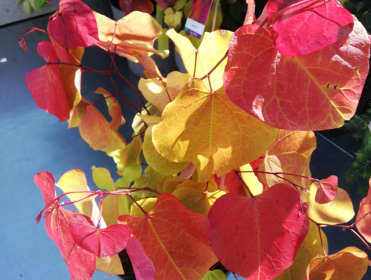 CERCIS canadensis 'Eternal Flame'