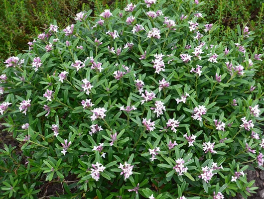 DAPHNE transatlantica 'Pink Fragrance'® - Daphnée parfumée