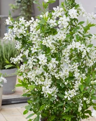 EXOCHORDA racemosa 'Blushing Pearl'® - Buisson de Perles