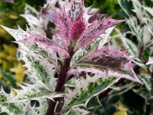 ILEX aquifolium 'Ingramii' - Houx panaché à bois violet