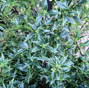 ILEX aquifolium 'Myrtifolia' - Houx à feuilles de Myrte