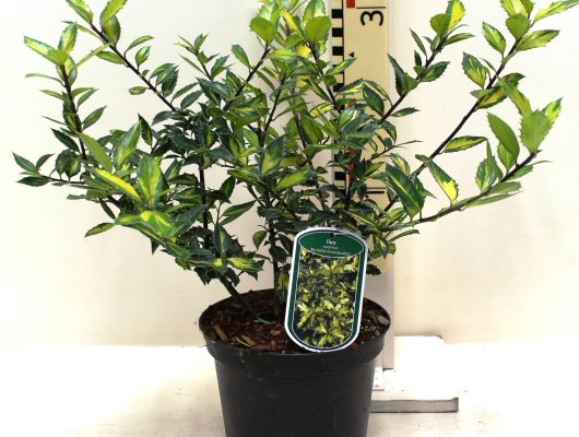 ILEX aquifolium 'Myrtifolia Aureomaculata' - Houx à feuilles de Myrte panaché