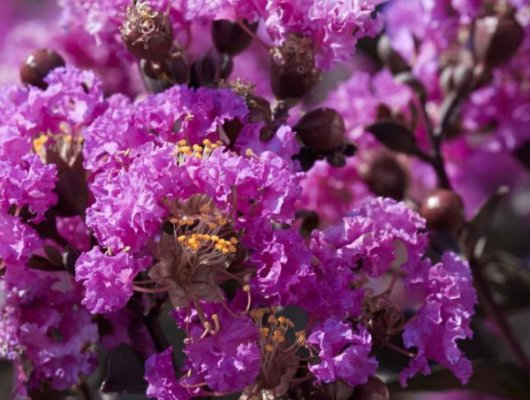 LAGERSTROEMIA indica Black Diamond 'Purely Purple' ® - Lilas des Indes