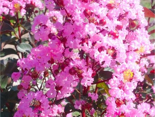 LAGERSTROEMIA indica Black Diamond 'Rhapsody in Pink' ® - Lilas des Indes