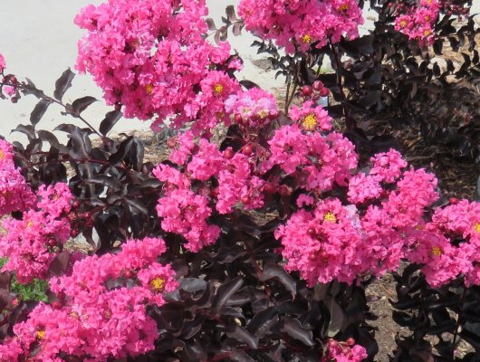LAGERSTROEMIA indica Black Diamond 'Shell Pink' ® - Lilas des Indes