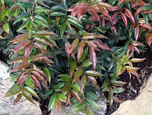 LEUCOTHOE walteri 'Royal Ruby' - Arbuste nain au feuillage persistant