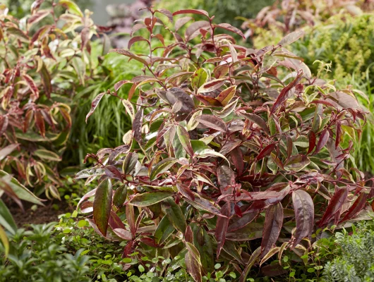 LEUCOTHOE walteri 'Whitewater'® - Arbuste nain au feuillage persistant