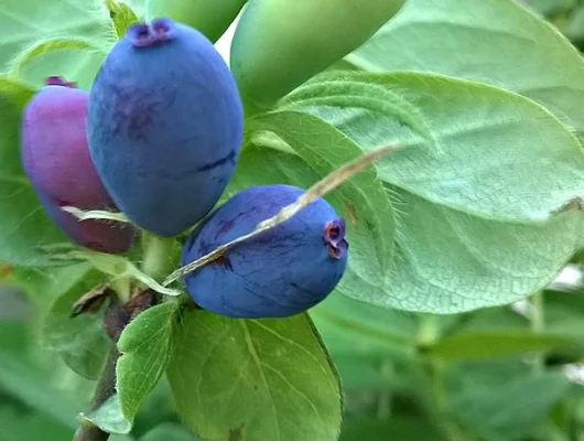 LONICERA kamtschatica - Baie de mai