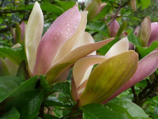MAGNOLIA brooklynensis 'Woodsman' - Magnolia bicolore