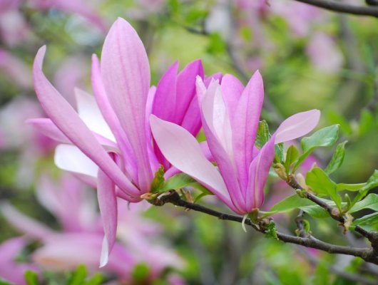 MAGNOLIA 'Betty' - Magnolia rose