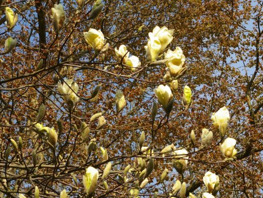 MAGNOLIA 'Yellow Lantern' - Magnolia à fleurs jaune