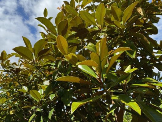 MAGNOLIA grandiflora 'Ferruginea' - Magnolia à feuillage persistant