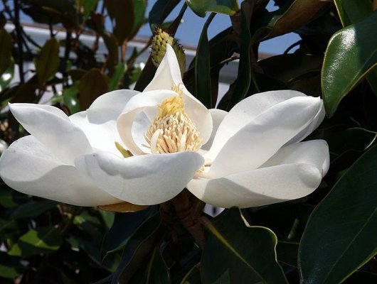 MAGNOLIA grandiflora 'Little Gem' - Magnolia persistant petite taille