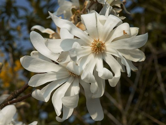 MAGNOLIA Stellata 'Waterlily' - Magnolia étoilé de petite taille