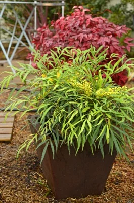 MAHONIA 'Sweet Winter'® - Mahonia nain à feuilles de Houx