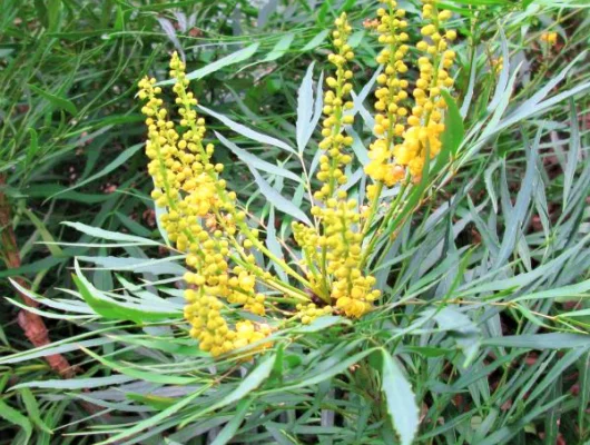 MAHONIA eurybracteata 'Soft Caress'® - Mahonia nain à feuilles de Houx