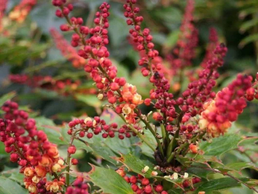 MAHONIA nitens 'Cabaret'® - Mahonia, arbuste à feuillage persistant