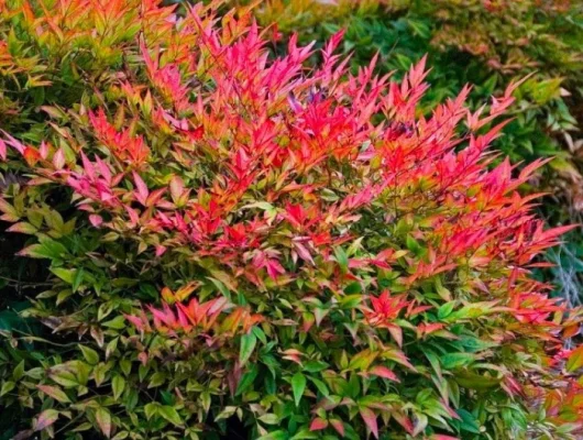 NANDINA domestica 'Gulf Stream' - Bambou sacré au feuillage orange