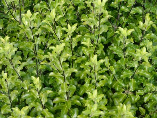 PITTOSPORUM tenuifolium - Arbuste à feuillage persistant