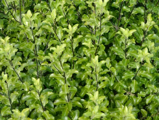 PITTOSPORUM tenuifolium - Pittospore à petites feuilles persistantes