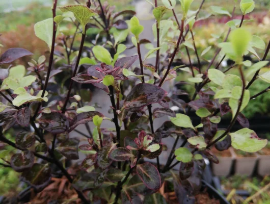 PITTOSPORUM tenuifolium 'Dark Diva'® - Pittospore à petites feuilles persistantes pourpre