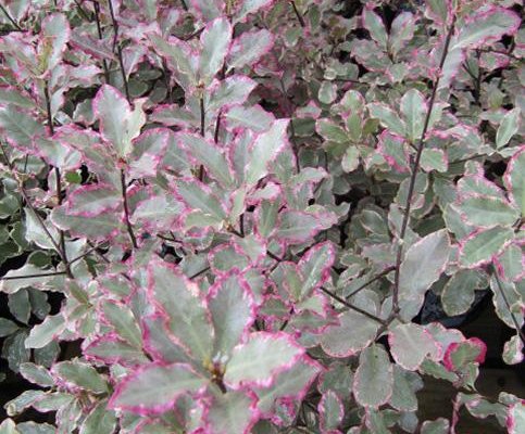 PITTOSPORUM tenuifolium 'Elisabeth' - Pittospore à petites feuilles persistantes panachées