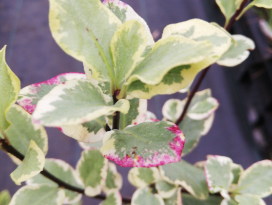 PITTOSPORUM tenuifolium 'Elisabeth' - Arbuste a feuillage persistant panaché
