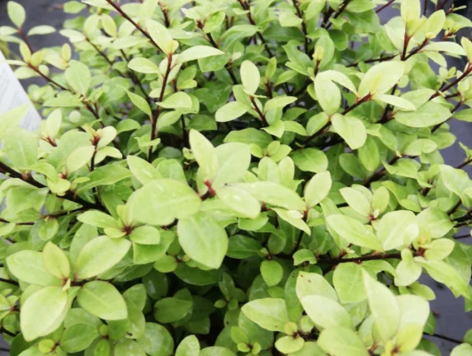 PITTOSPORUM tenuifolium 'Pompom' - Arbuste nain à feuillage persistant
