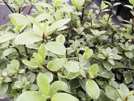 PITTOSPORUM tenuifolium 'Silver Ball'® - Pittospore à petites feuilles persistantes panachées