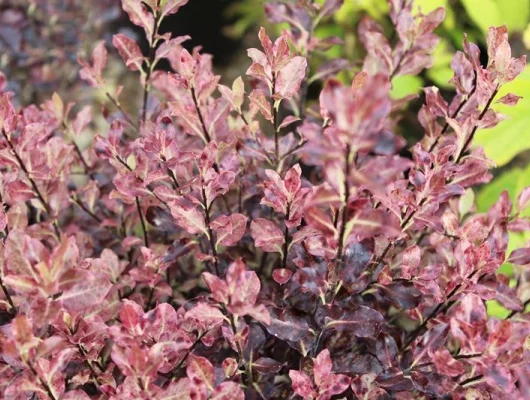 PITTOSPORUM tenuifolium 'Tom Thumb' - Pittospore à petites feuilles psersistantes