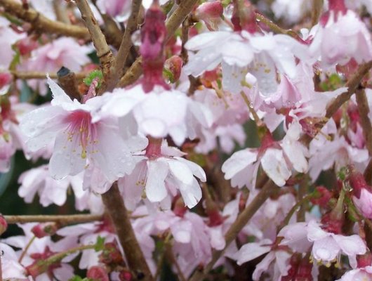 PRUNUS incisa 'Mikinori' - Cerisier à fleurs nain