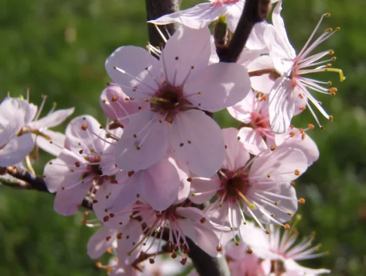 PRUNUS spinosa 'Purpurea' - Prunellier à feuilles rouge