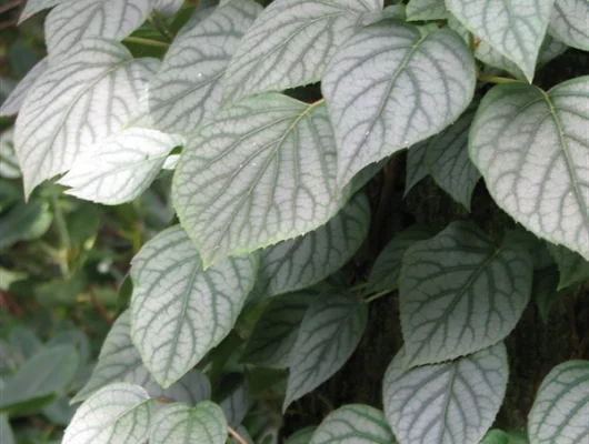 SCHIZOPHRAGMA hydrangeoides 'Moonlight' - Hortensia Grimpant