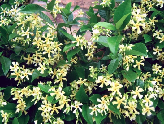 TRACHELOSPERMUM asiaticum 'Mandanianum' - Jasmin étoilé