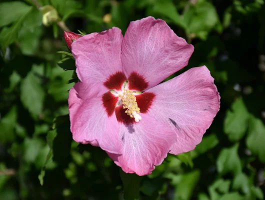 HIBISCUS syriacus 'Aphrodite' - Althea hibiscus