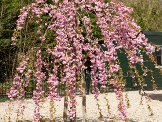 PRUNUS serrulata 'Kiku Shidare Zakura' - Ceriser à fleurs pleureur