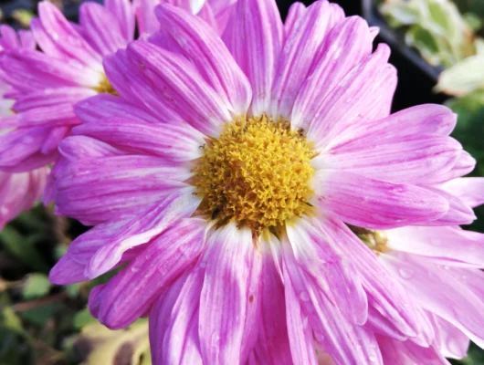 CHRYSANTHEMUM 'Karminriese' - Chrysanthème des jardins