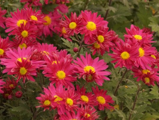 CHRYSANTHEMUM 'Oury' - Chrysanthème des jardins