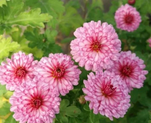 CHRYSANTHEMUM 'Rosensilber' - Chrysanthème des jardins