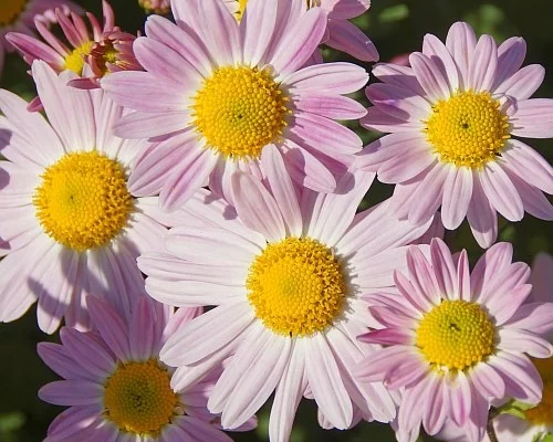 CHRYSANTHEMUM 'Hebe' - Chrysanthème des jardins