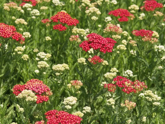 ACHILLEA 'New Vintage Red' - Achillée 'New Vintage Red'