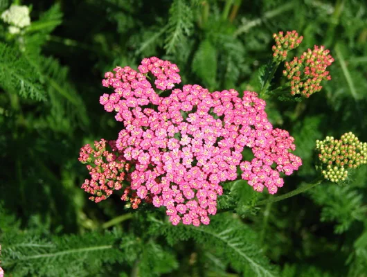 ACHILLEA 'New Vintage Rose' - Achillée 'New Vintage Rose'